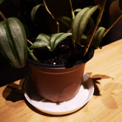 AquaGuard Custom Saucer: Đế Chậu Cây Tự Tạo Tối Ưu Nhất