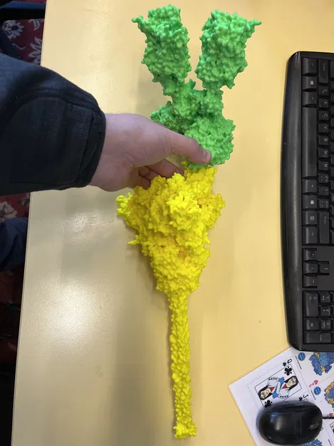 Cụm phức hợp ACE2/B0AT1 của người - tùy chọn có protein S từ SARS-CoV-2 - Image 2