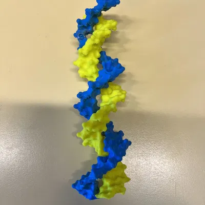 Mô Hình Phân Tử DNA Xoắn Kép