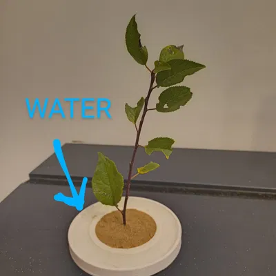 Pojemnik Garden zen z wodą