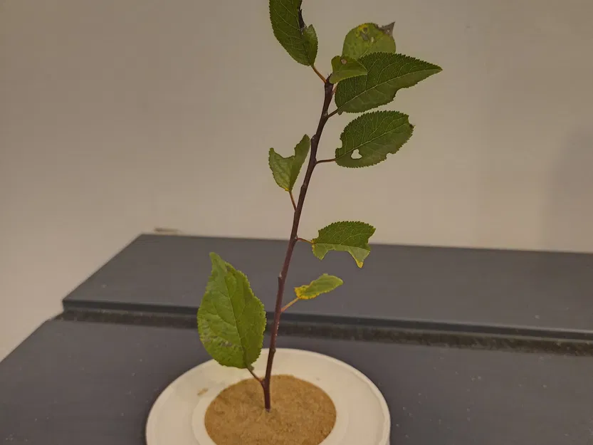 Pojemnik Garden zen z wodą - Image 2