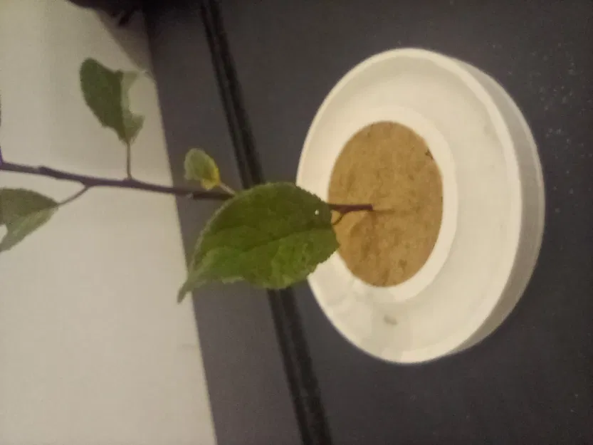 Pojemnik Garden zen z wodą - Image 3