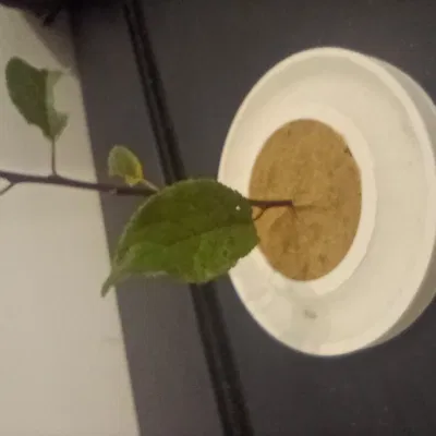 Pojemnik Garden zen z wodą