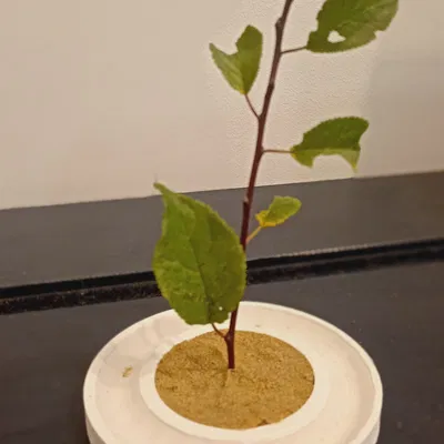 Pojemnik Garden zen z wodą