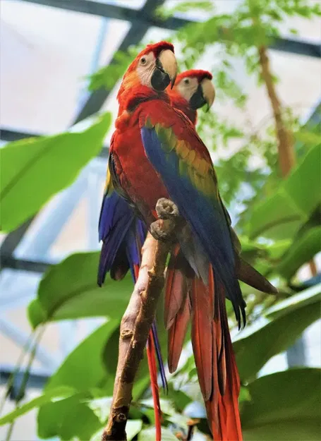 2 Con Vẹt - Image 2