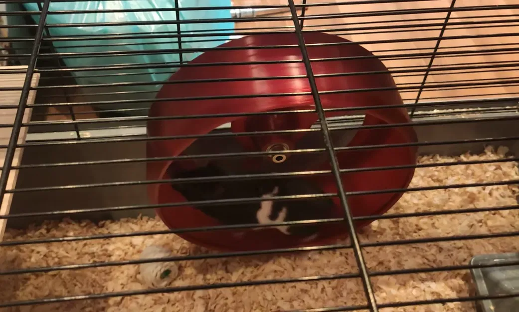 Bánh Xe Tập Thể Dục Lớn Cho Hamster Có Vòng Bi - Image 1