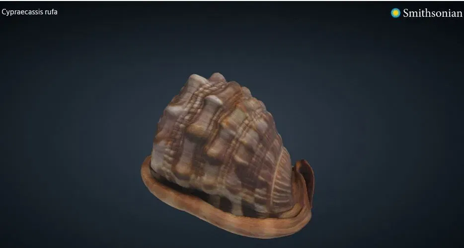 Mô hình 3D Vỏ Sò - Conch - Image 1