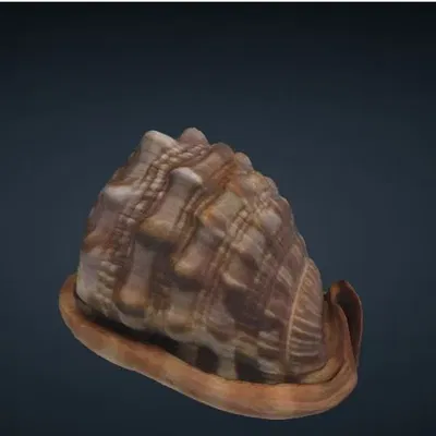 Mô hình 3D Vỏ Sò - Conch