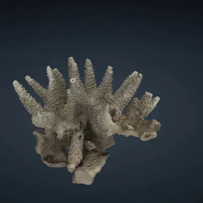 Acropora cervicornis (San hô)