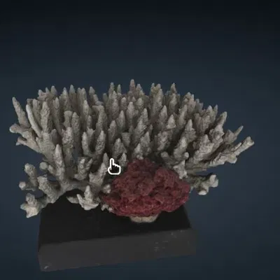 San hô Acropora secale