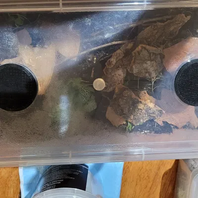 Lỗ Thông Gió Con Sâu Bọ 2 Cỡ 50mm