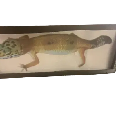 Khung ảnh 2x5 inch