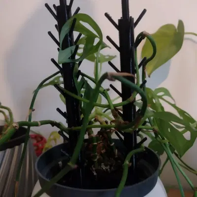 Chân Đế Hoa Monsterra