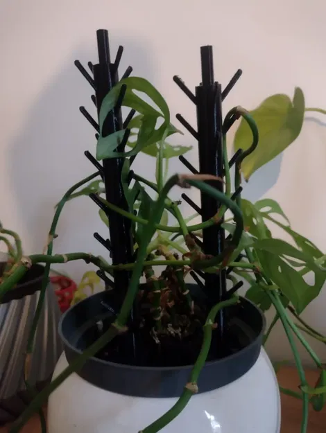 Chân Đế Hoa Monsterra - Image 2