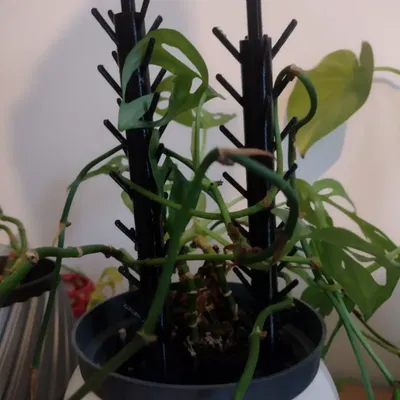 Chân Đế Hoa Monsterra