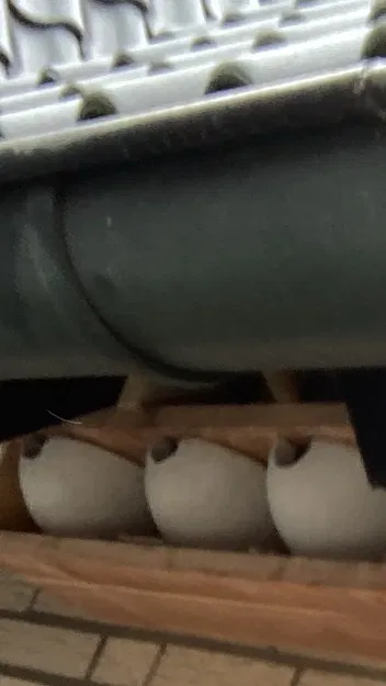 nest mould - Image 3