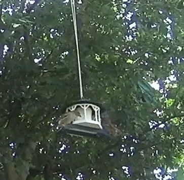 Phần Mở Rộng Đế Cho Nhà Chim Khách Merandey - Image 7