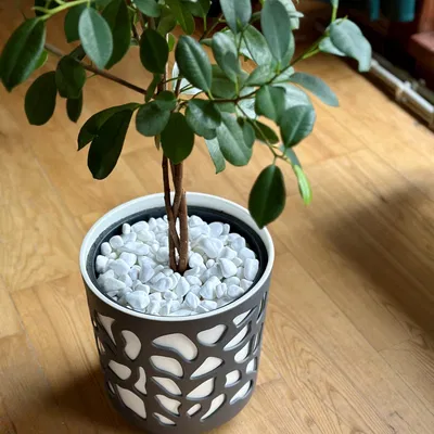 Chân Đế Giữ Đá Cho Chậu Cây