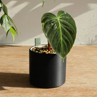 Self Watering Plant Pot