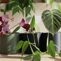 Self Watering Plant Pot - Thumbnail 4