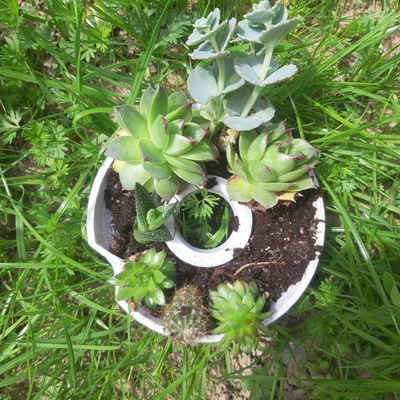 Chậu Cây Đôi