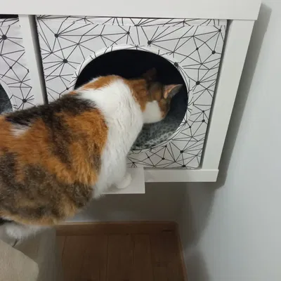 Platform for Ikea kallax lurvig for cats