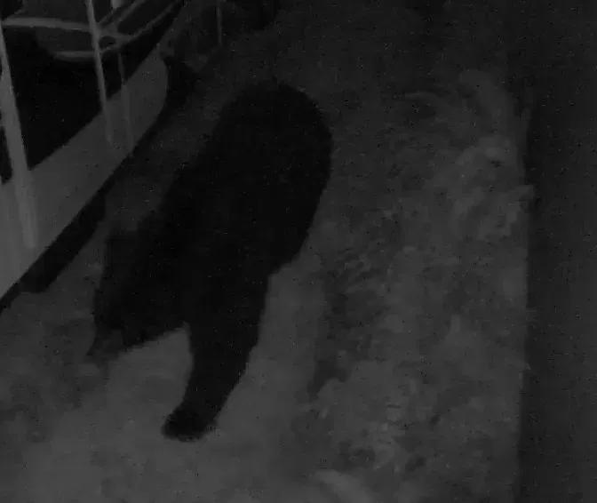 Chống Gấu Bear Defender 1000 - Image 5