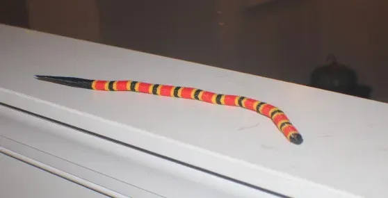 Rắn San Hô Đa Màu (Multi Color Coral Snake) - Image 1