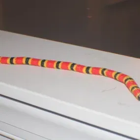 Rắn San Hô Đa Màu (Multi Color Coral Snake)