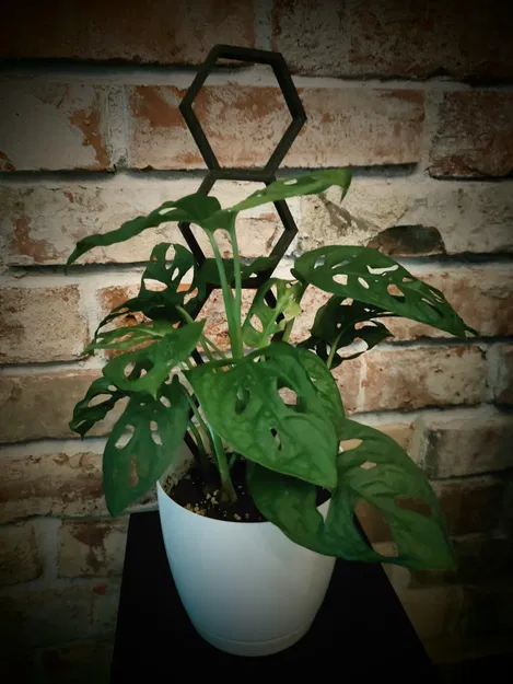 Chậu cây hình lục giác có thể ghép nối - Image 1