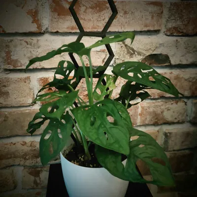 Chậu cây hình lục giác có thể ghép nối