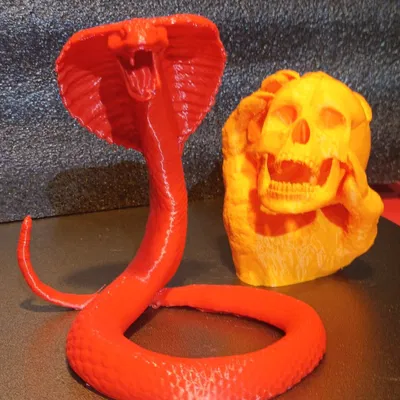 Con Rắn Cho Mẫu Đầu Lâu Trong Tay