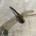 Chuồn Chuồn Uốn Dẻo (Floppy Dragonfly) - Thumbnail 5