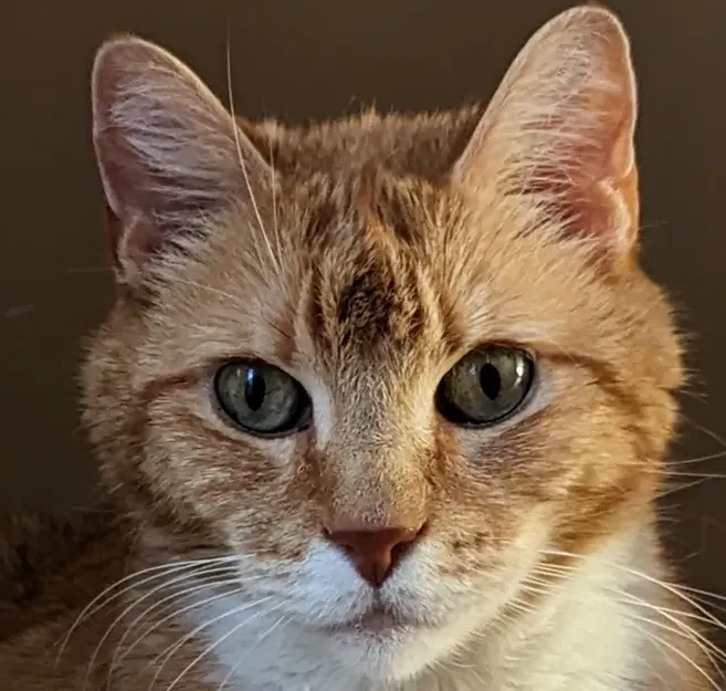 Chân Dung Mèo (HueForge) - Image 2