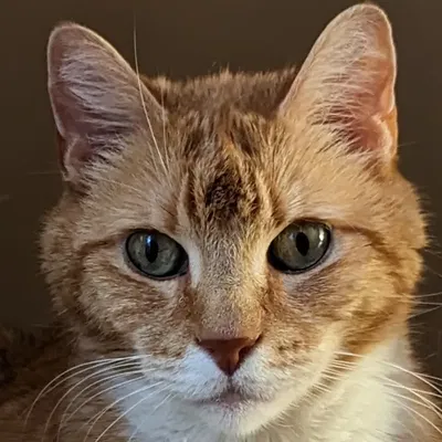 Chân Dung Mèo (HueForge)