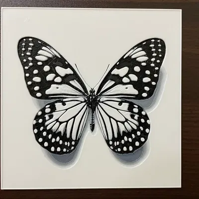 Mẫu Bướm - Trình Bày Chân Thực