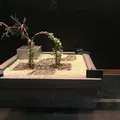Vườn Thiền Lớn Với Cây Bonsai, Chậu Cây Nhỏ, Khay Nhỏ Giọt và Vòm - Thumbnail 1