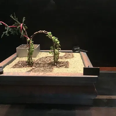 Vườn Thiền Lớn Với Cây Bonsai, Chậu Cây Nhỏ, Khay Nhỏ Giọt và Vòm