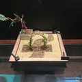 Vườn Thiền Lớn Với Cây Bonsai, Chậu Cây Nhỏ, Khay Nhỏ Giọt và Vòm - Thumbnail 2