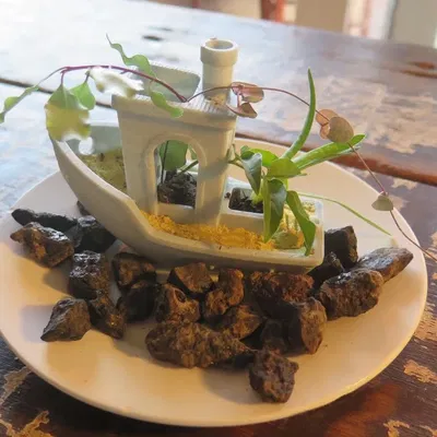 Zenchy: Chậu Cây Benchy Vườn Thiền