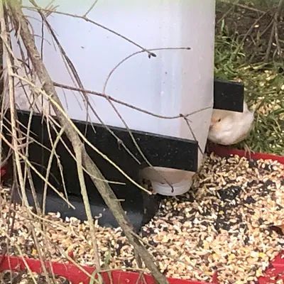 Chỗ Đựng Thức Ăn Cho Chim Từ Bình 5 Lít