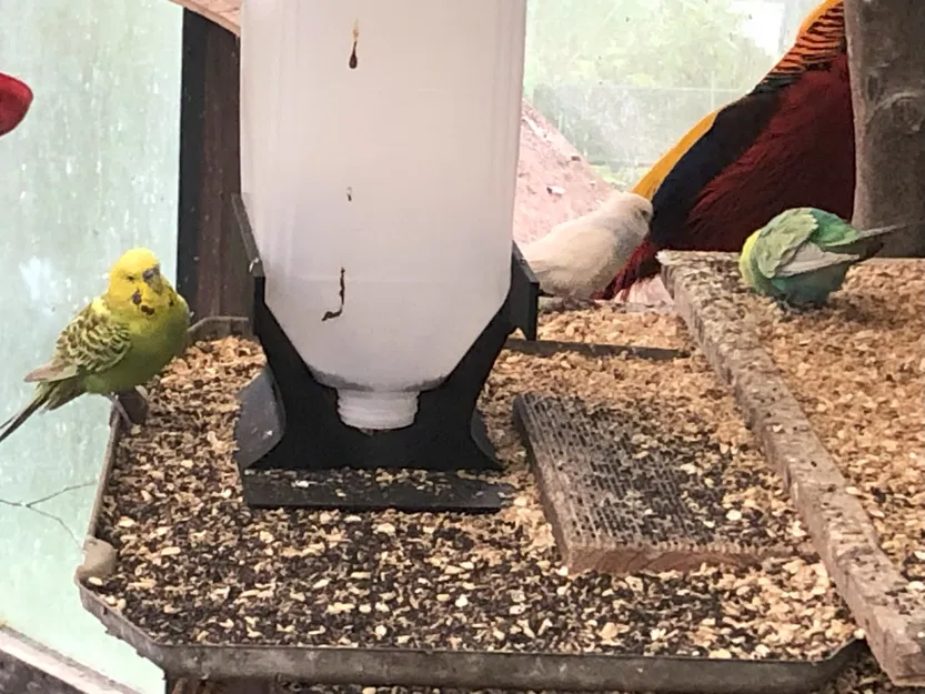 Chỗ Đựng Thức Ăn Cho Chim Từ Bình 5 Lít - Image 2