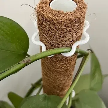 Kẹp Giữ Cây Leo