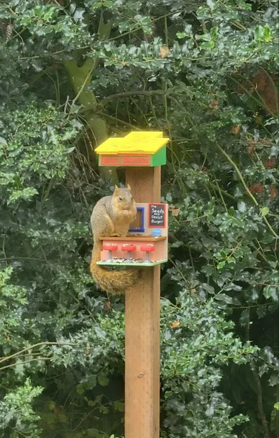 Bob's Birders (Máng Ăn Cho Chim Và Sóc) - Image 2