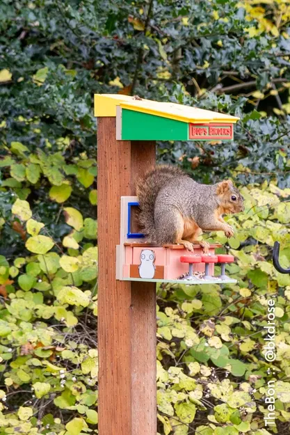 Bob's Birders (Máng Ăn Cho Chim Và Sóc) - Image 8