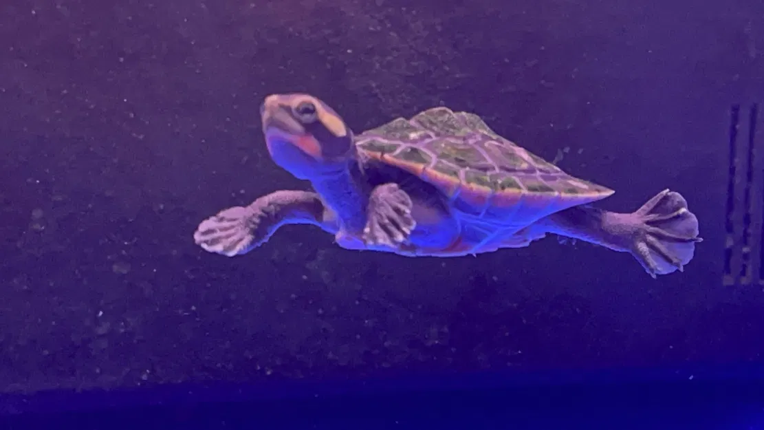 CHẬU RỬA NHỰA RESIN - Image 1