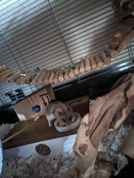Nhà Trú Ẩn Hamster Nhiều Ngăn - Image 3