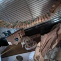 Nhà Trú Ẩn Hamster Nhiều Ngăn - Thumbnail 3
