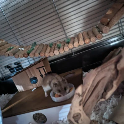 Nhà Trú Ẩn Hamster Nhiều Ngăn