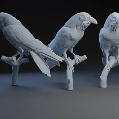 Raven: Cho con chim vô nó đi 2